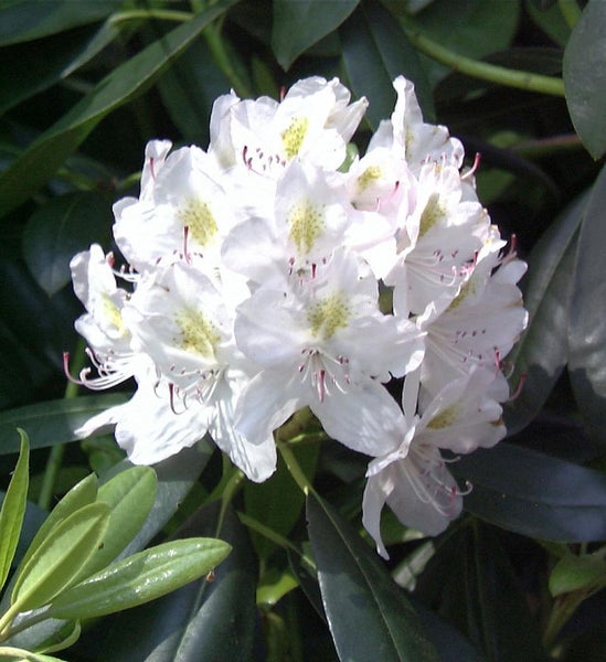 Blütenstand einer Rhododendron Pflanze