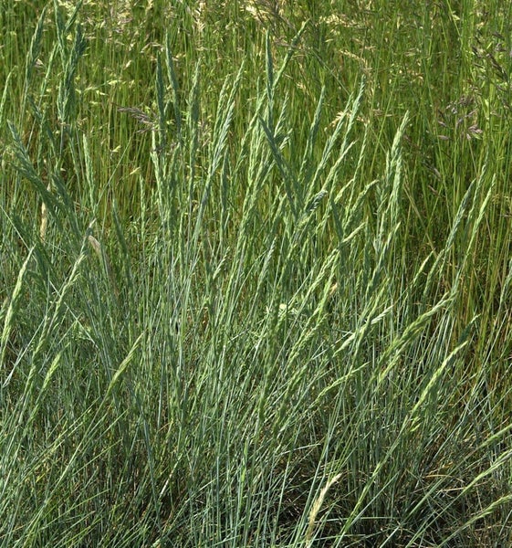 Detailaufnahme von Wiesenrispengras im Feld.