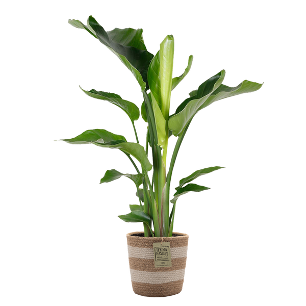 Bloomique - Strelitzia Nicolai - Paradiesvogelpflanze - Paradiesvogelblume - Zimmerpflanzen - Luftreinigend - Pflegeleicht - 80-100 cm Hoch - Jute Korb 21 cm