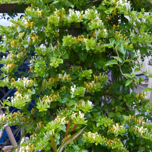 Bloomique - Lonicera Heckrottii Halliana - Japanisches Geißblatt - Weiß, Gelb - Kletterpflanzen - Gartenpflanzen - Winterhart - Topf 15 cm - 70-80 cm hoch