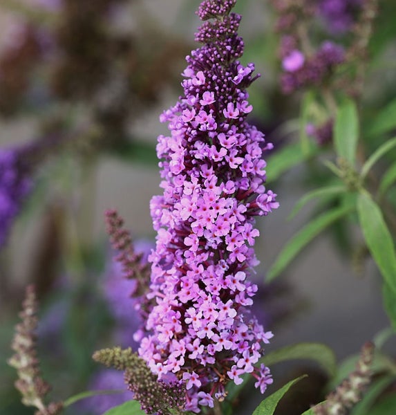 Nahaufnahme einer Schmetterlingsflieder-Blüte