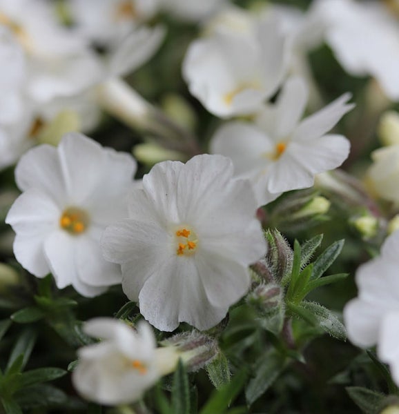 Nahaufnahme von blühenden Blaukissen Pflanzen