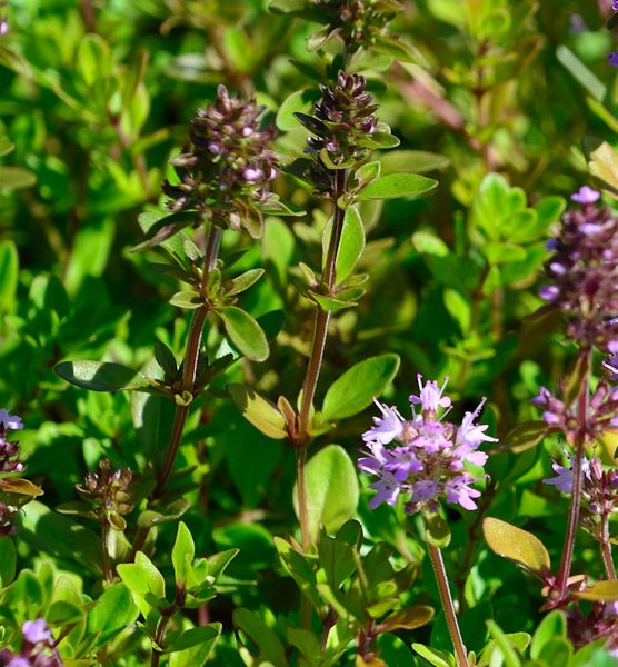 Nahaufnahme von blühendem Thymian