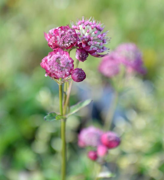 Nahaufnahme einer Sterndolde im Garten.