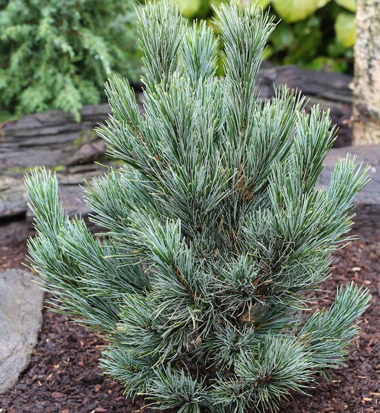Kieferpflanze im Außenbereich