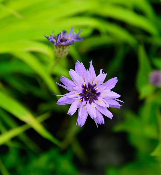 Nahaufnahme einer blauen Wiesen-Kuhschelle mit gelben Akzenten