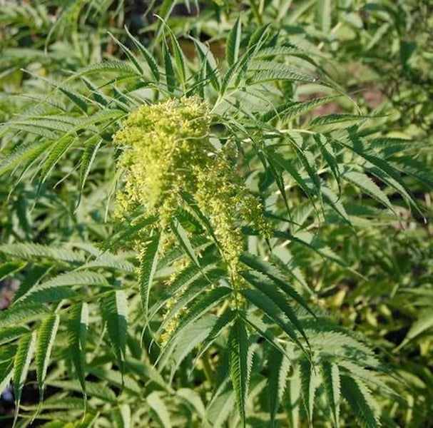 Essigbaum mit Blütenstand und Blättern