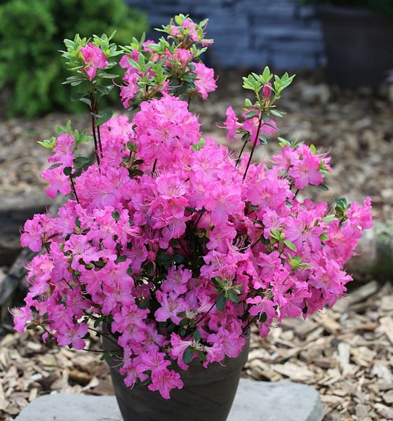 Azalee mit rosa Blüten im Topf