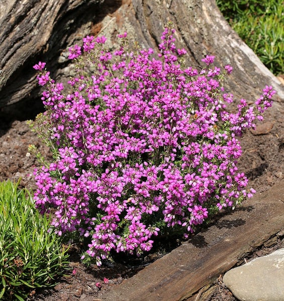 Blühende Besenheide Pflanze im Gartenbeet
