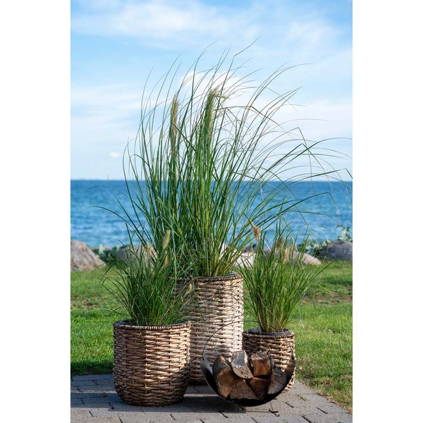 Hanoi Pflanzenschutz Satz von 3 Stk. Garten natur. 49 X 49 X 52 cm