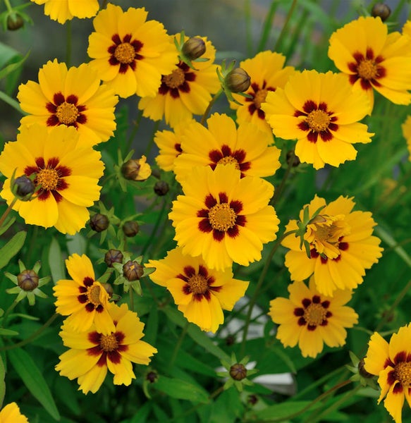 Gruppe von Goldmarie Blumen mit braunen Zentren und grünen Blättern