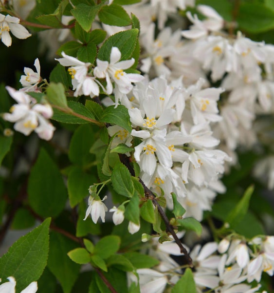 Blüten einer Deutzie mit grünen Blättern