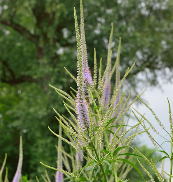 Veronica longifolia Pflanze im Garten