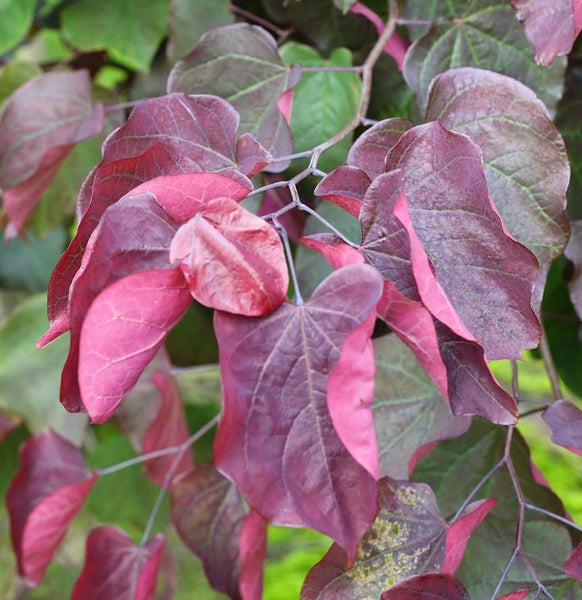Nahaufnahme der Blätter eines Judasbaums