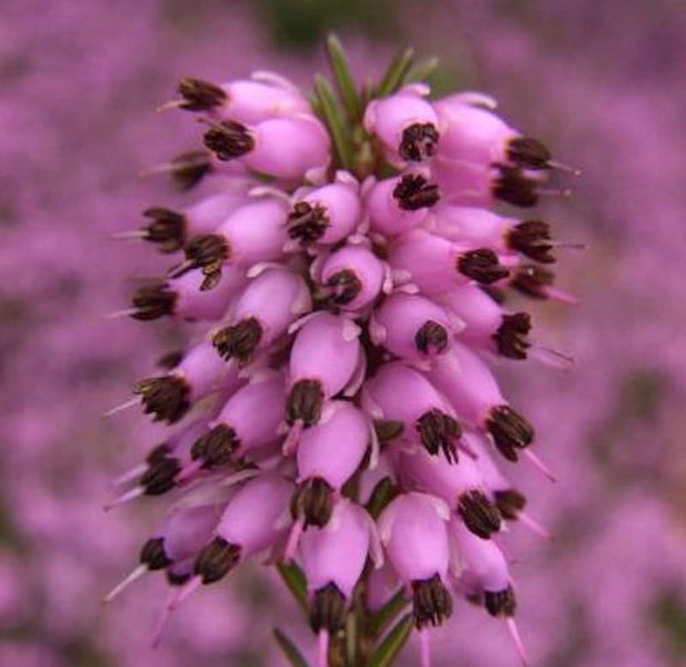 Nahaufnahme einer Heidekrautblüte.