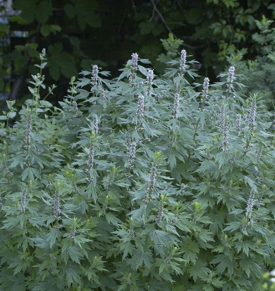Mutterkrautpflanze im Garten