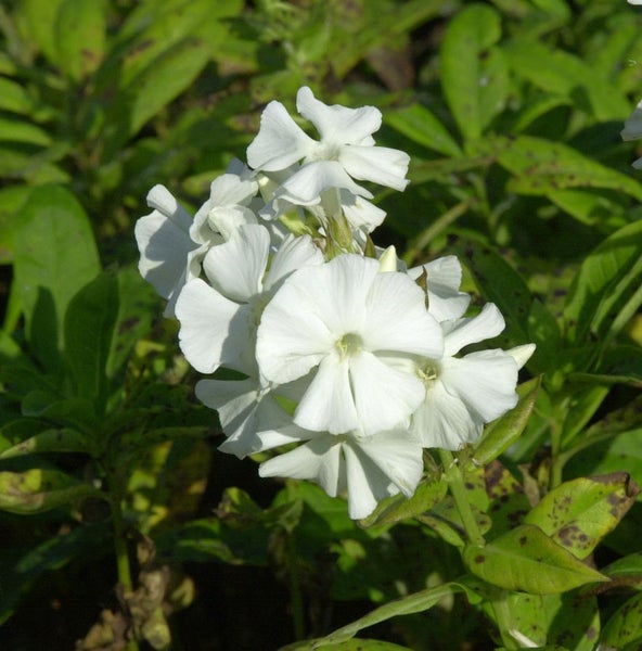 Weiße Flammenblume im Gartenbeet