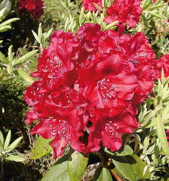 Nahaufnahme eines Rhododendronstrauchs mit roten Blüten