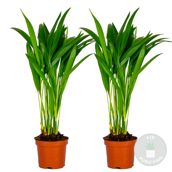 Bloomique - 2er Set - Dypsis Lutescens - Goldfruchtpalme - Areca Palme - Zimmerpflanzen - Pflegeleicht - Haustierfreundlich - Höhe 25-30 cm - Topf 10,5 cm