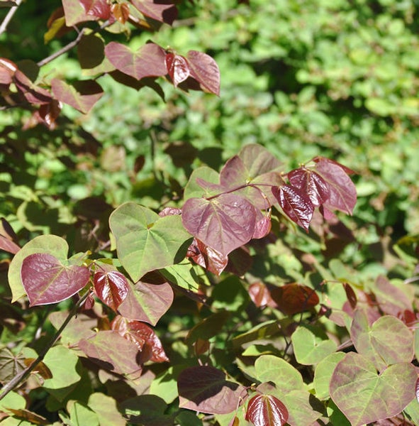 Nahaufnahme eines Judasbaums mit herzförmigen Blättern