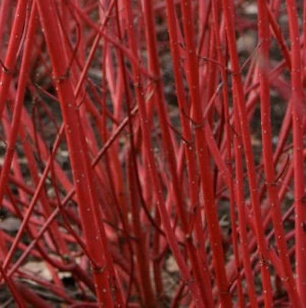 Nahaufnahme von roten Hartriegelzweigen.