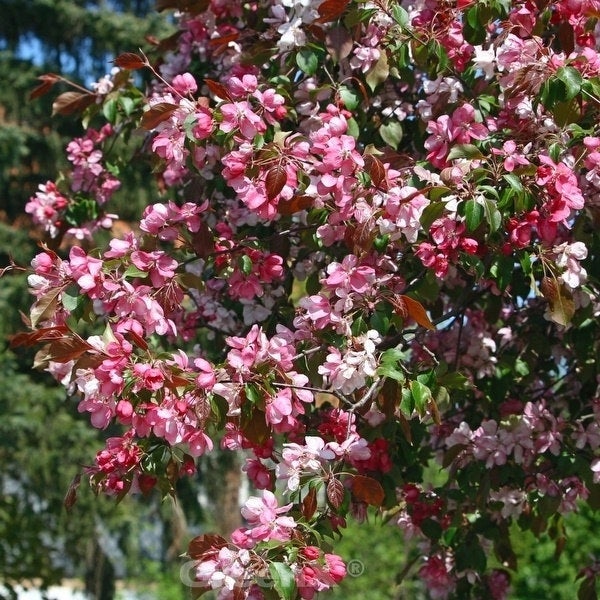 Blühender Zierapfelbaum mit rosa Blüten