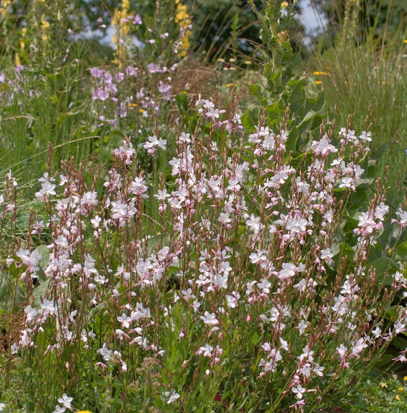 Gaura-Lindheimeri-Pflanzen in einer Gartenlandschaft