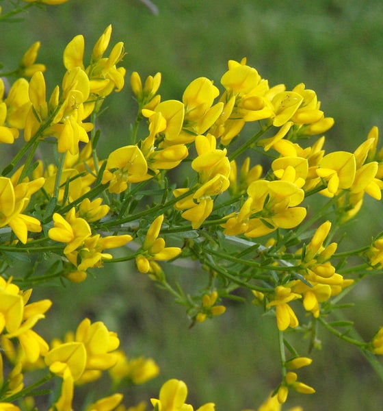 Ginsterblüten mit gelben Blüten