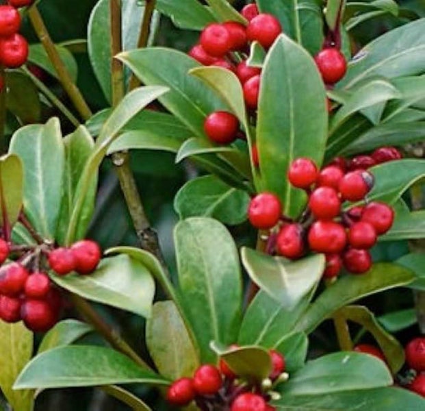 Immergrüner Strauch mit roten Beeren und grünen Blättern.