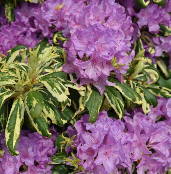 Nahaufnahme eines Rhododendrons mit lila Blüten und grün-gelben Blättern.