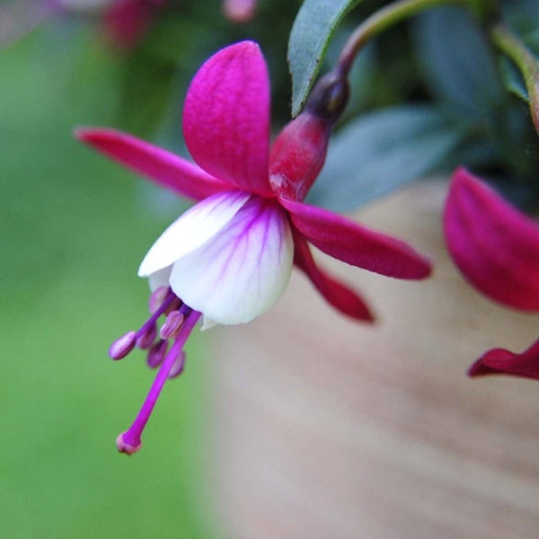 6xFuchsia Bella Mix - Glockenpflanze hängend - Einjährige Pflanze - ⌀10,5 cm - ↕15-20 cm