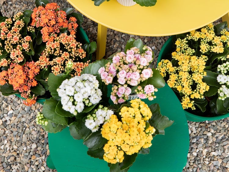 Verschiedenfarbige Kalanchoe-Blumen auf Tischen im Freien