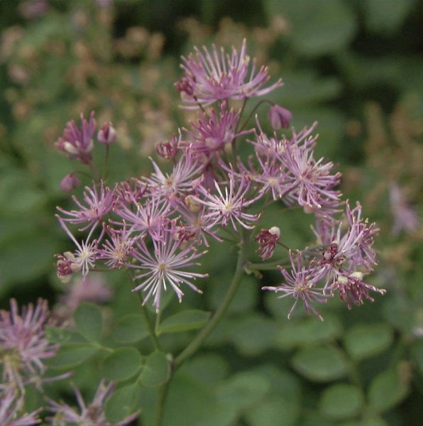 Nahaufnahme einer Wiesenraute Pflanze mit zarten Blüten