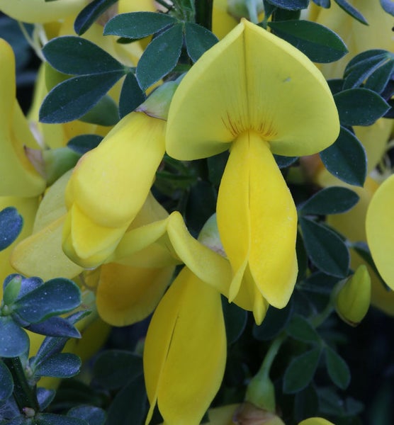 Gelber Ginster mit Blättern