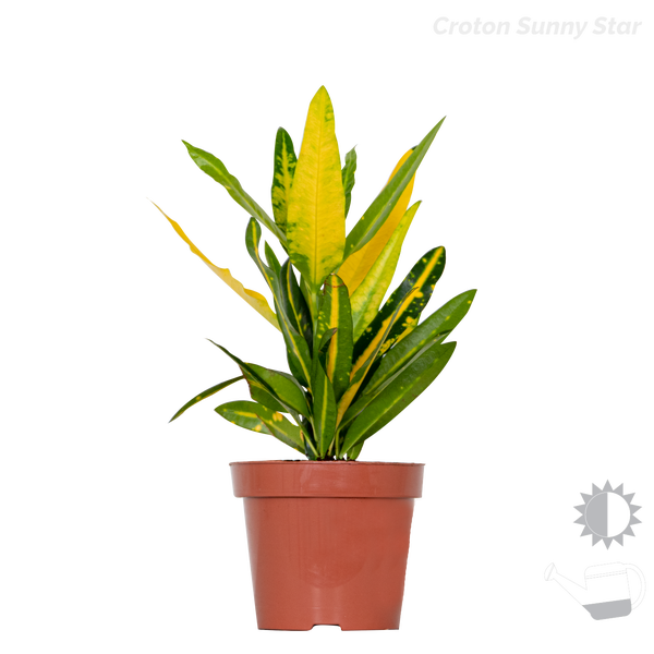 Bloomique - 4er-Mix - Tropische Zimmerpflanzen - Musa, Chamaedorea, Codiaeum, Coffea - Luftreinigend - 20-40 cm Hoch - Topf 12 cm