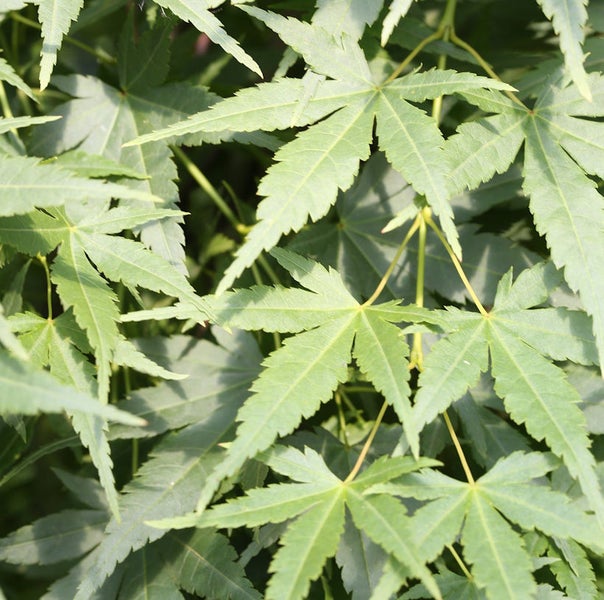 Nahaufnahme von Ahornblättern