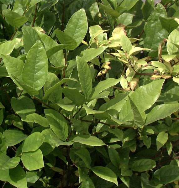 Nahaufnahme eines Lorbeer-Blütenstrauchs mit grünen Blättern.