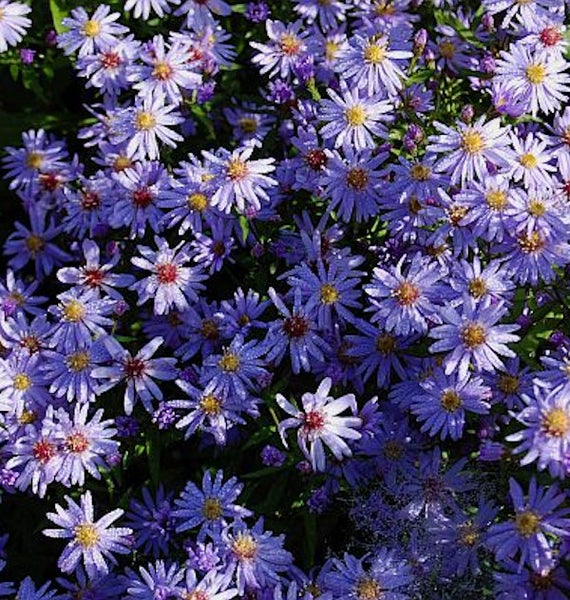 Nahaufnahme von lila Raublattastern im Garten.