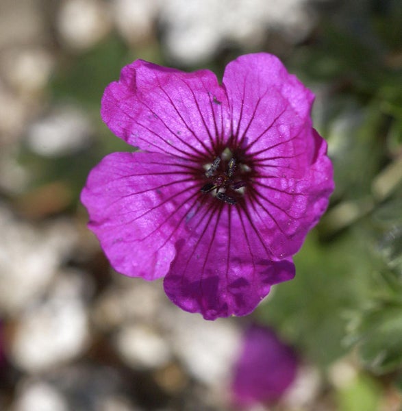 Nahaufnahme einer violetten Storchschnabelblüte