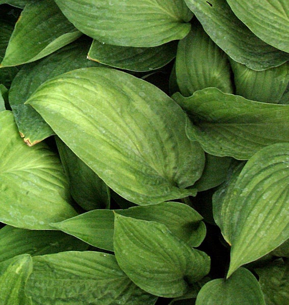 Nahaufnahme von Funkienblättern