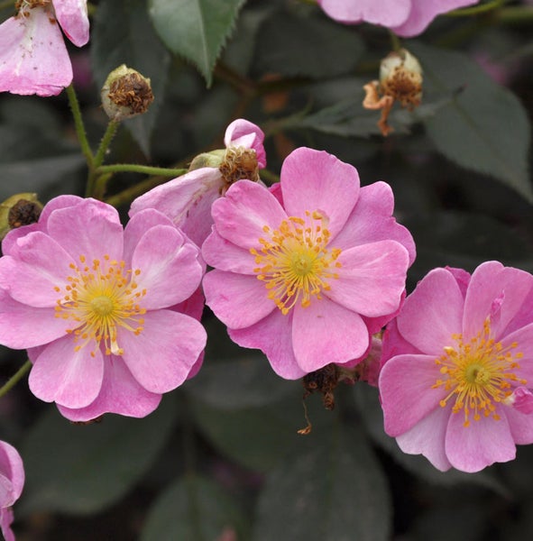 Nahaufnahme von rosa Rosenblüten