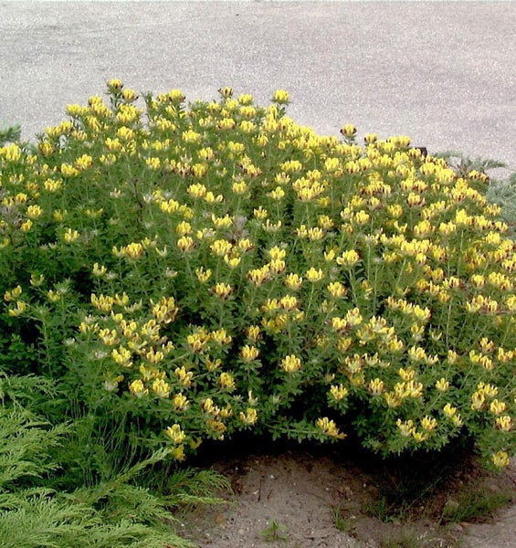 Ginsterpflanze mit gelben Blüten im Garten