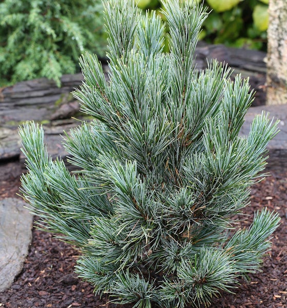 Kiefer mit Nadeln im Gartenbeet