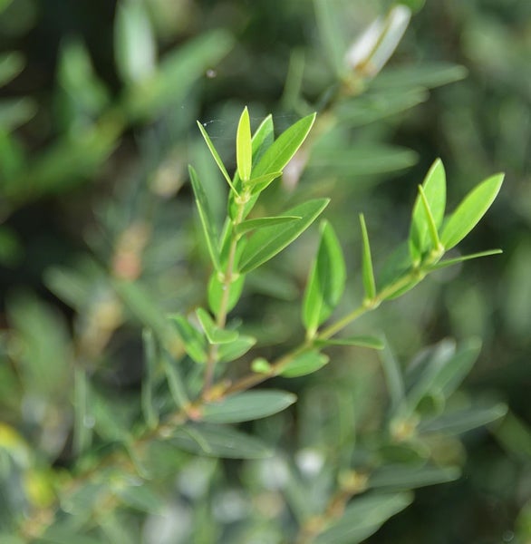 Immergrüne Hebe Pflanze Nahaufnahme