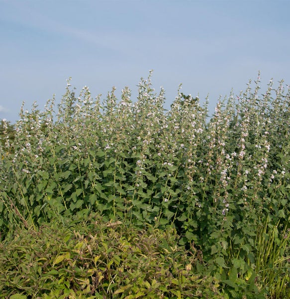 Malvenfeld unter blauem Himmel