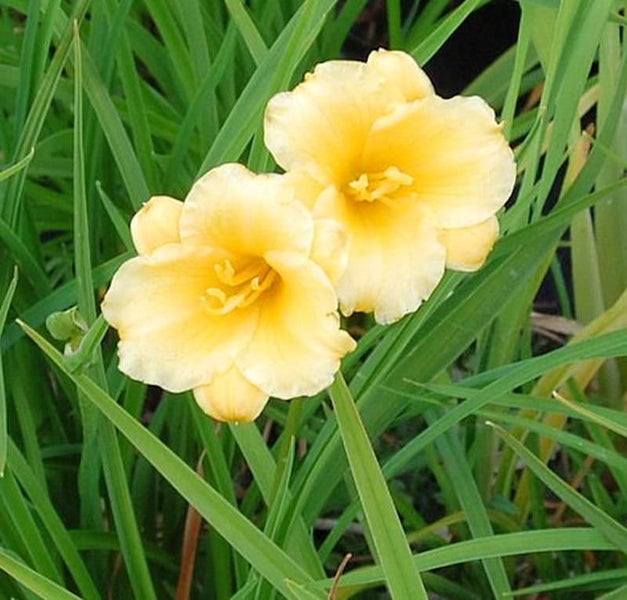 Gelbe Taglilienblüten im Gartenbeet