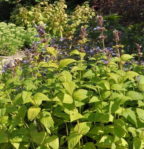 Agastache-Pflanzen im Gartenbeet