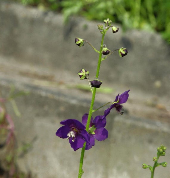 Blütenstand einer Feldrittersporn Pflanze mit violetten Blüten