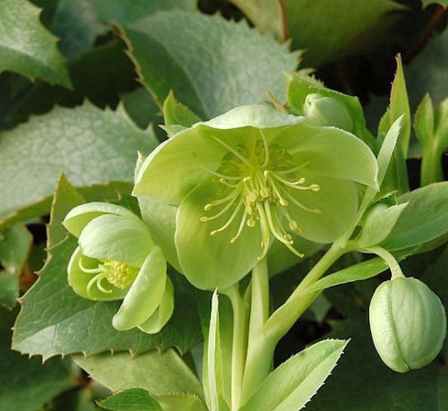Nahaufnahme einer Grünen Nieswurz Pflanze mit Blüten und Blättern