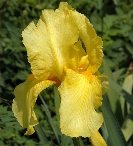 Gelbe Schwertlilie Blüte im Detail